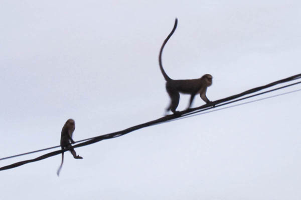 Vervet monkeys, Taï